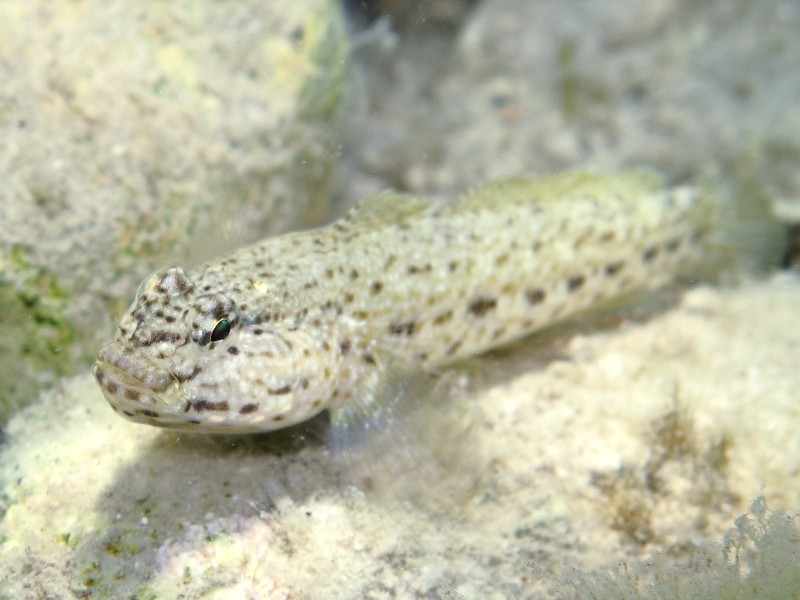 Primi sentori di Gobius bucchichi e Gobius incognitus ante 2016